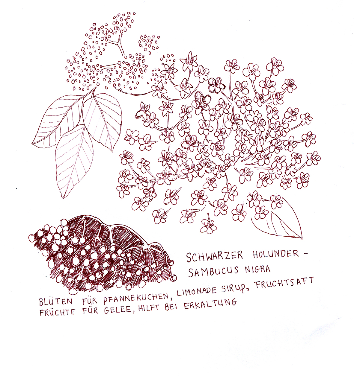 Ank Daamen Edible plants drawings